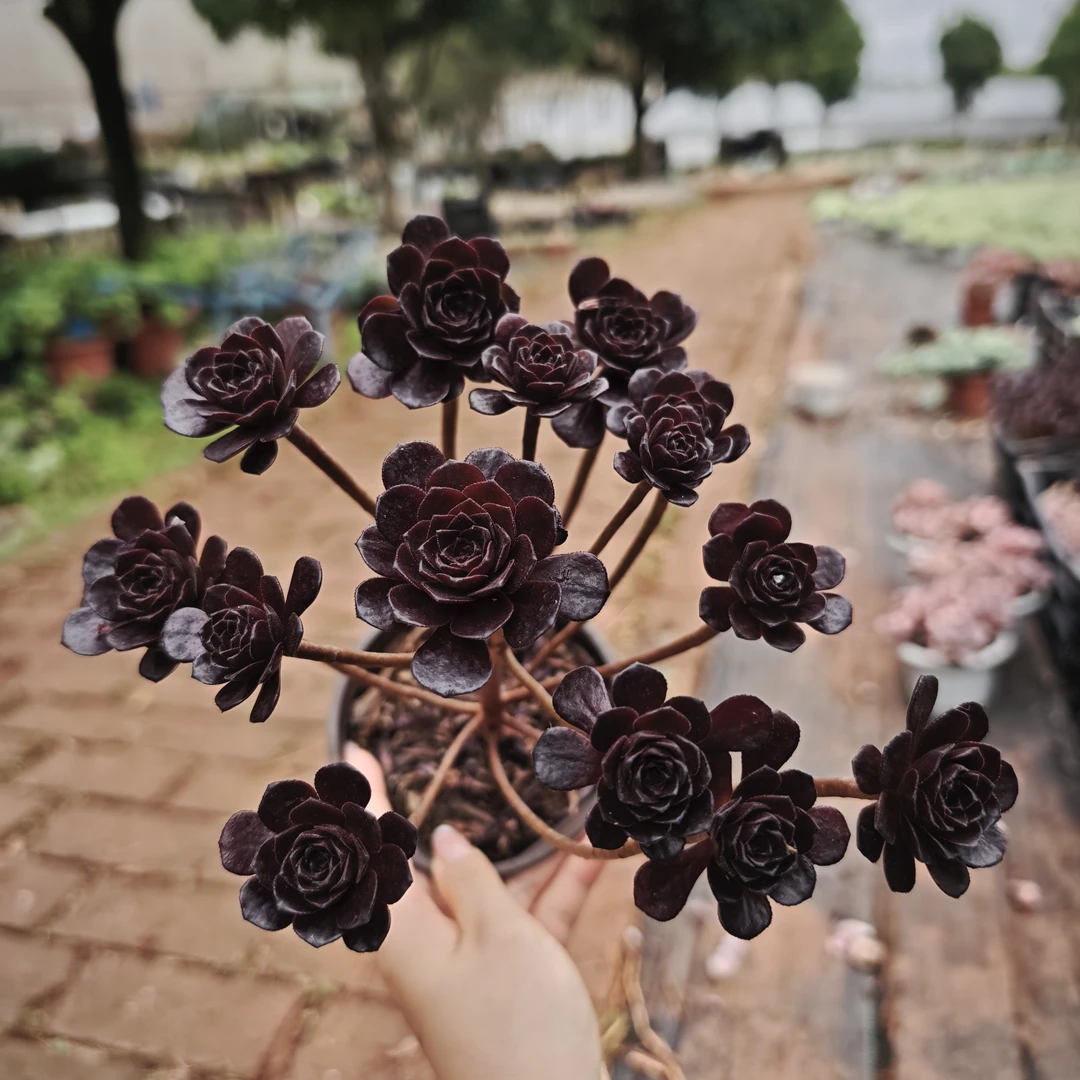 花青谷多肉园艺 迷离红日法师