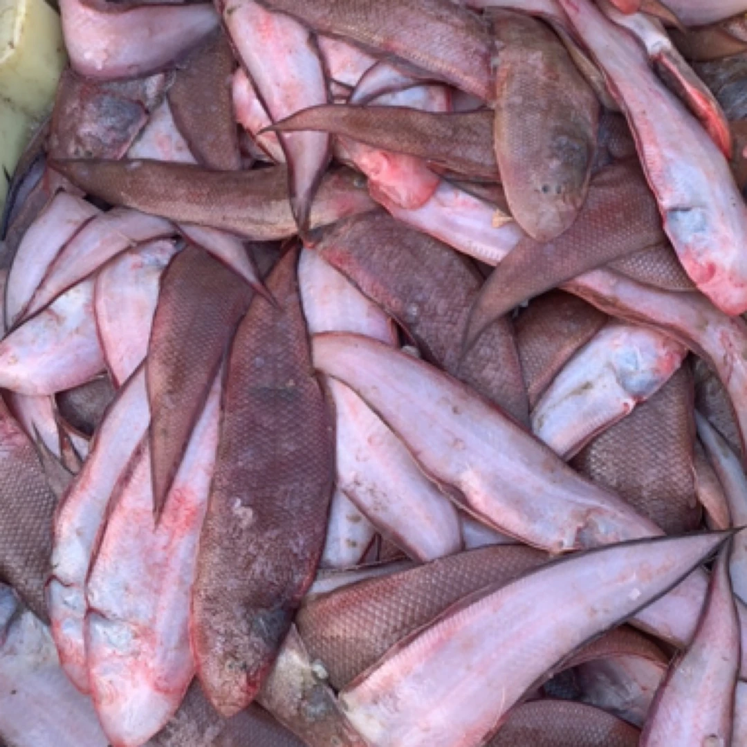 年货节.日照本地舌头鱼 5 斤现场代购拍完不退
