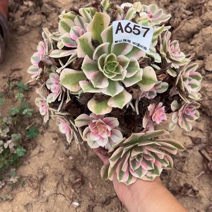 粉女巫多肉植物657.