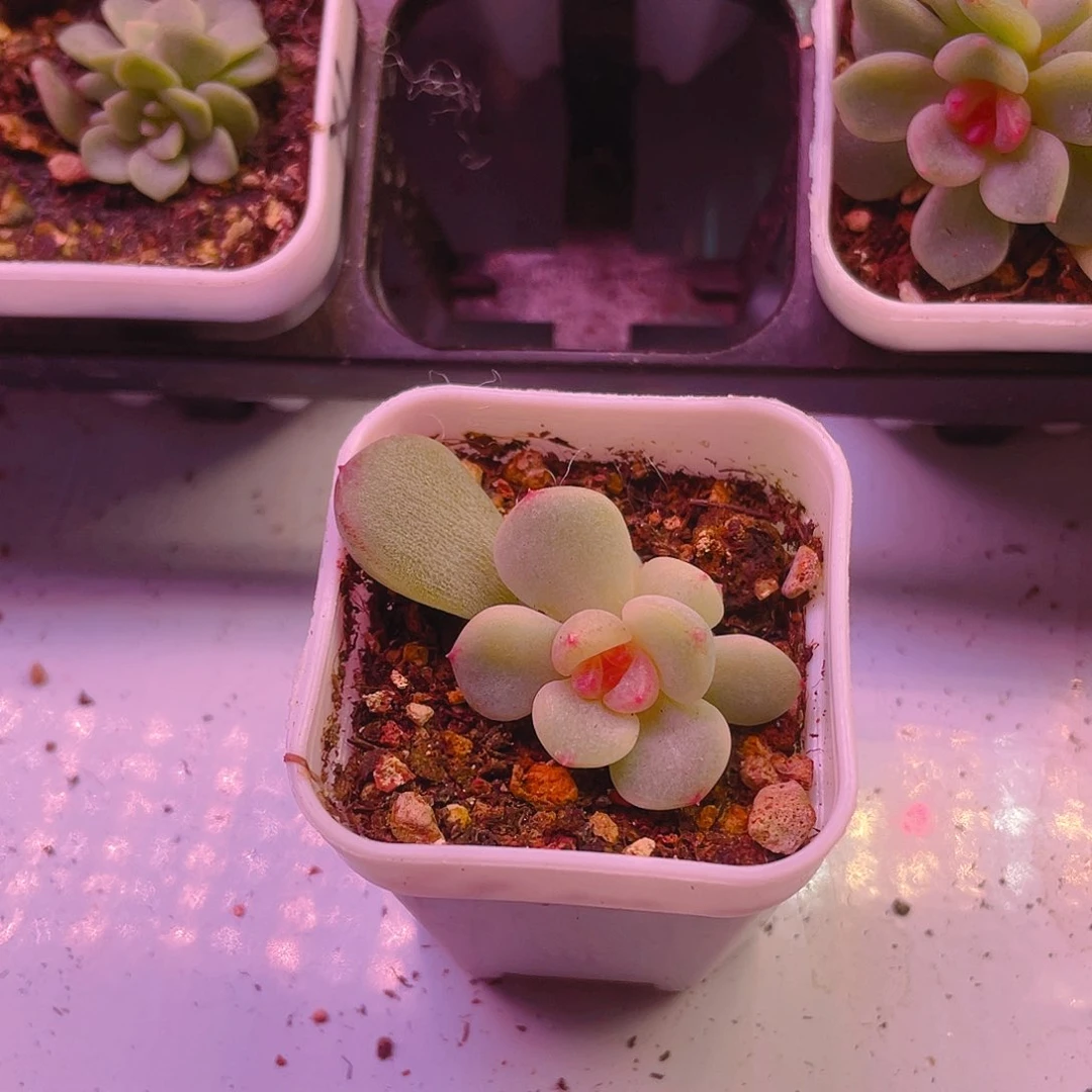 梨*相柳双头 盆一个满25包邮