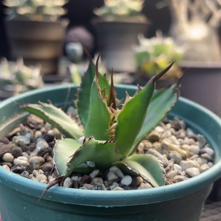 【闪购商品】强刺霍利达 顶芽