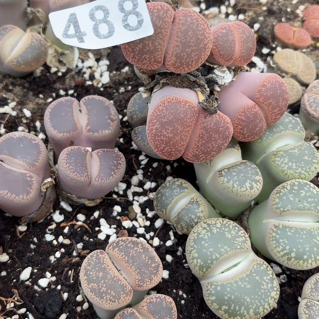 涅***生生石花一物一拍488