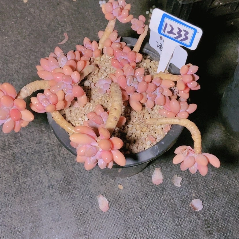 【闪购商品】花***81233
