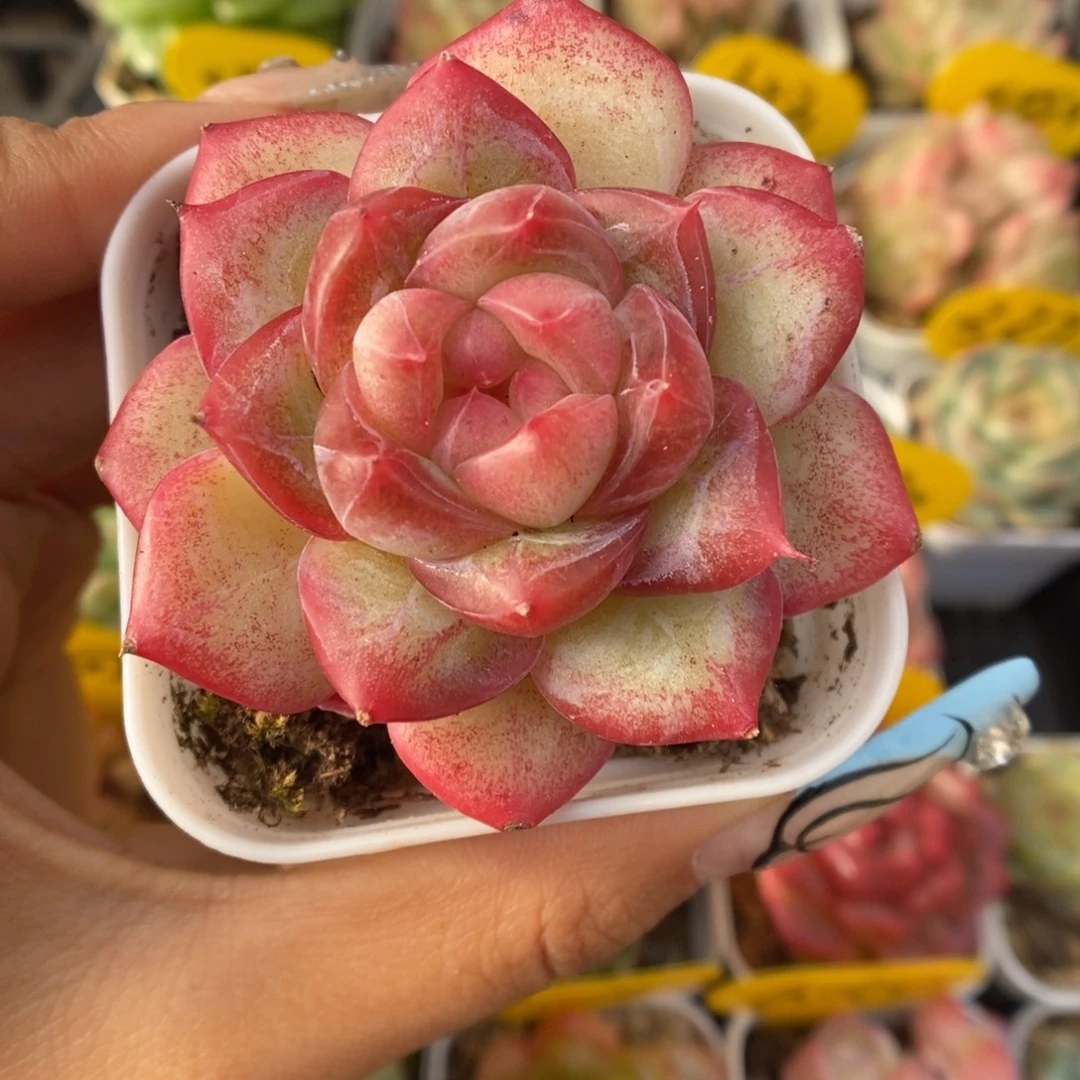 芙蕖珍妮可拍463号