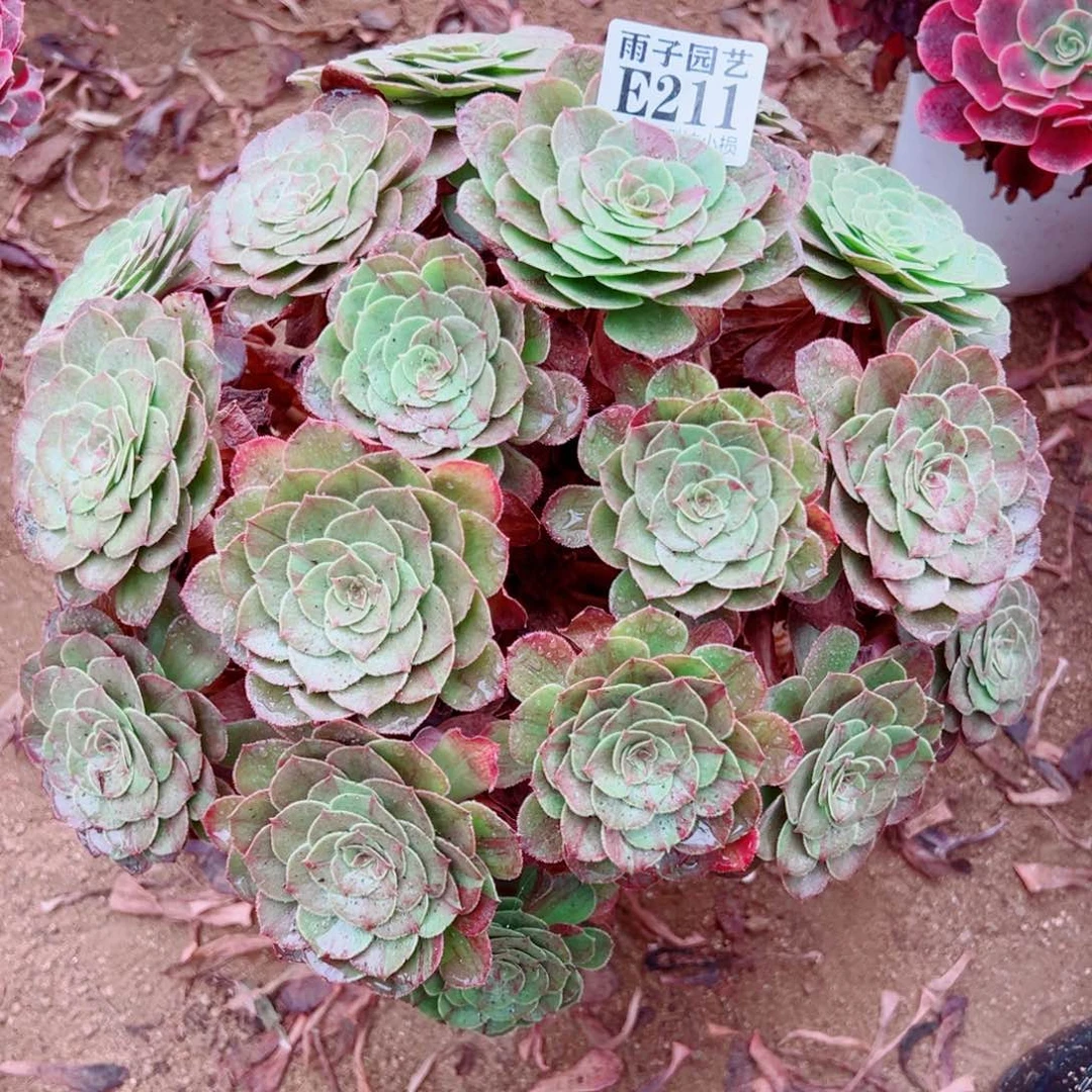 211花夜叶尺寸30左右