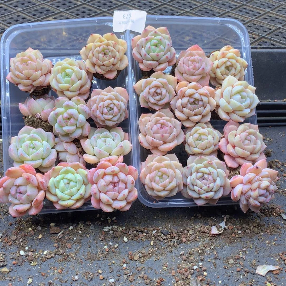 反反复复还是很开心073