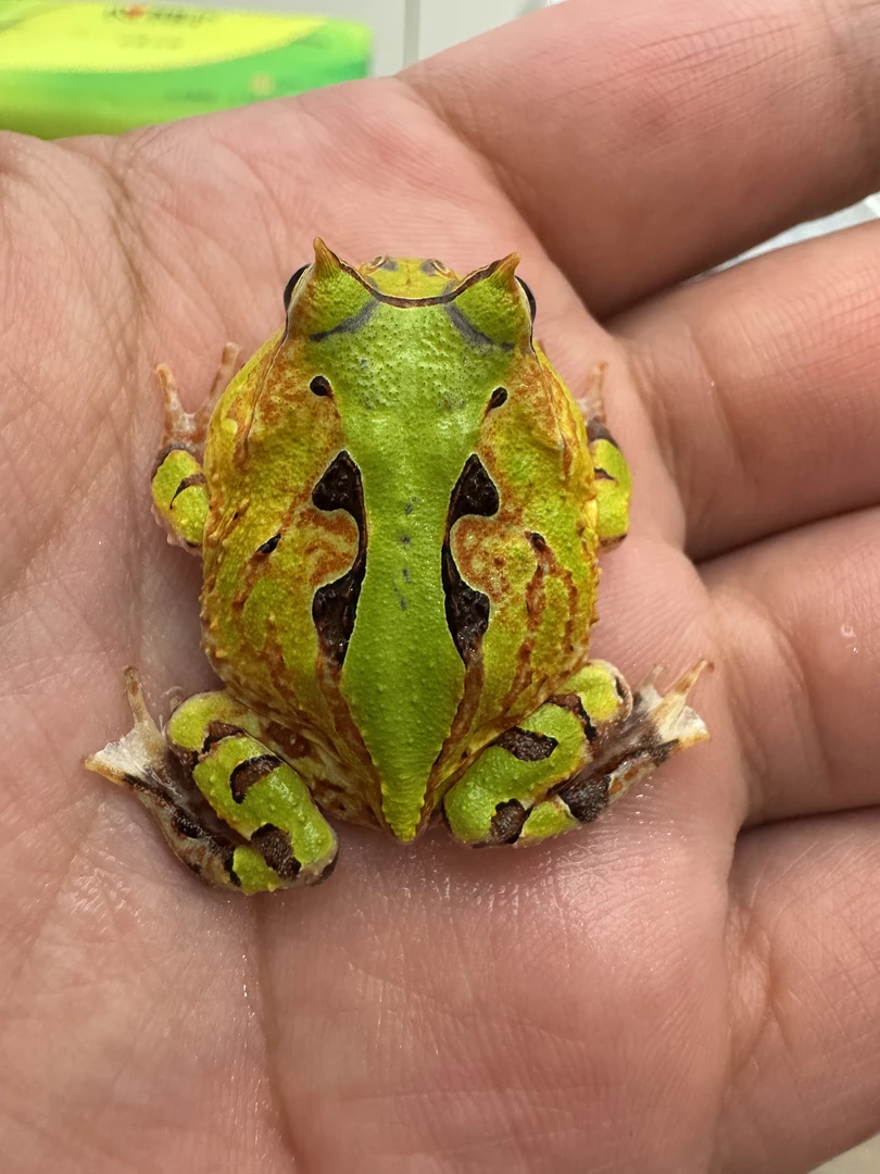 台霸王角蛙绿色双色稳定开食
