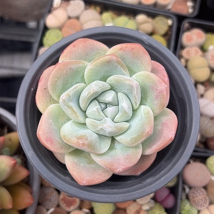 小单头冰玉多肉植物