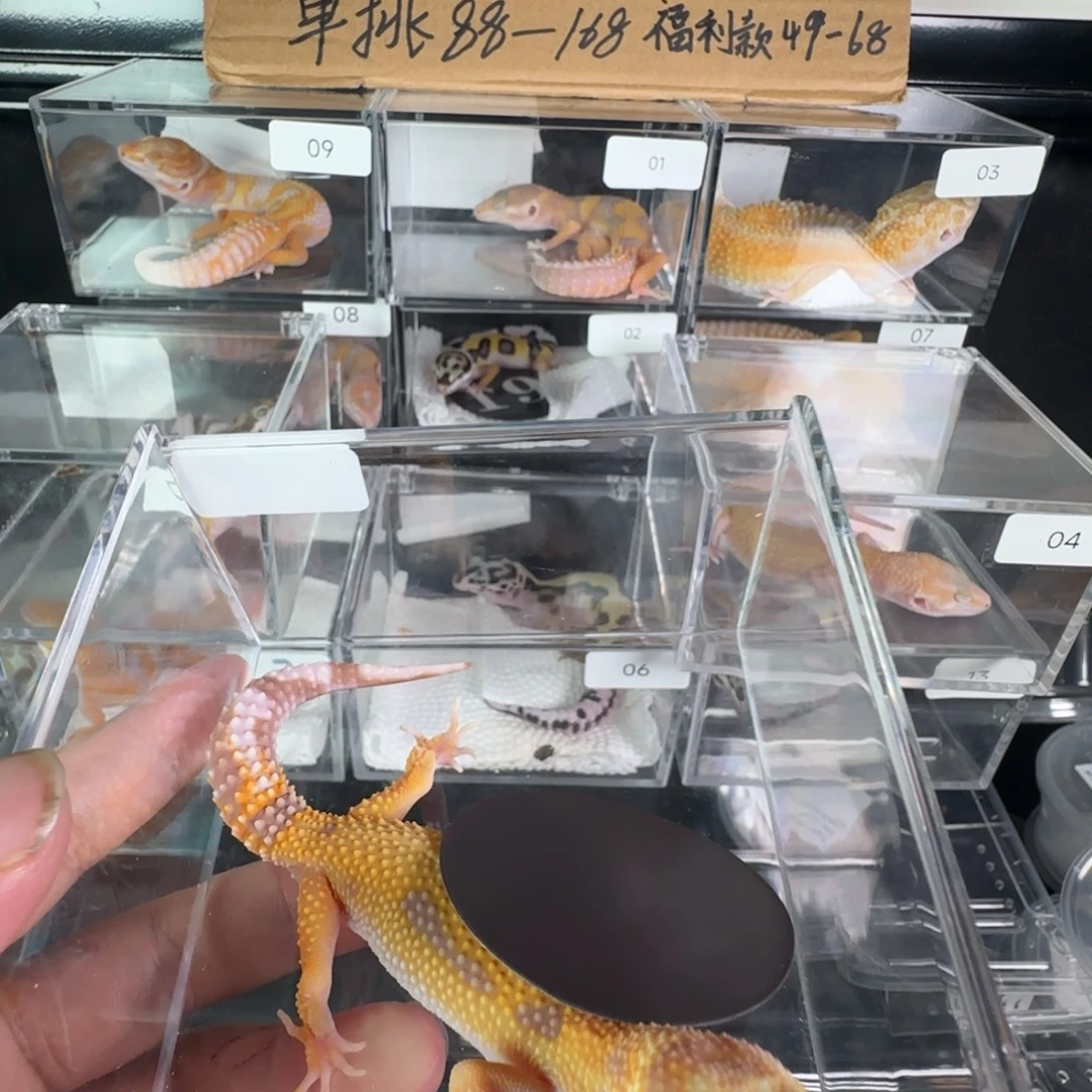 豹纹守宫暴龙妹妹