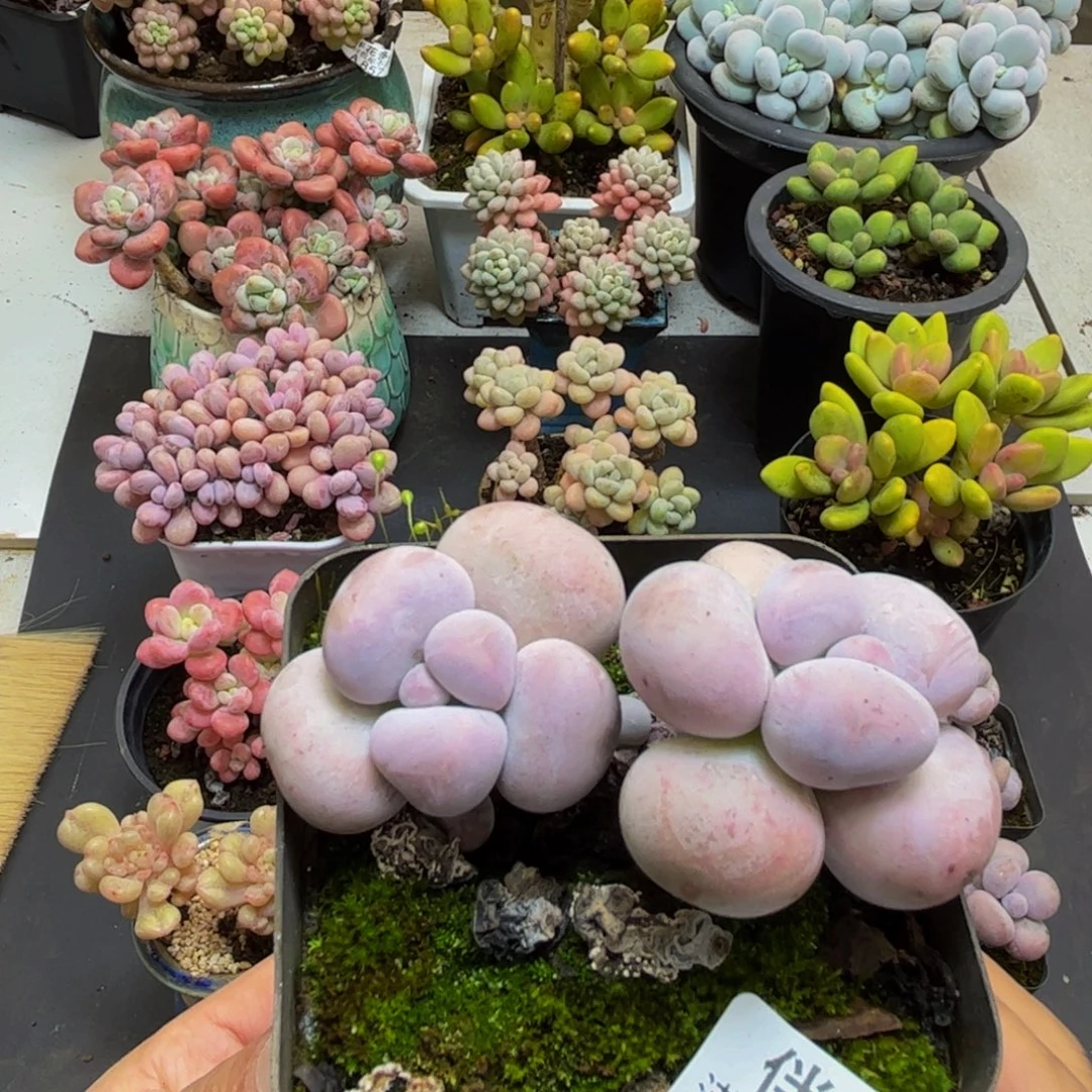 824芭比奶酪5cm多肉