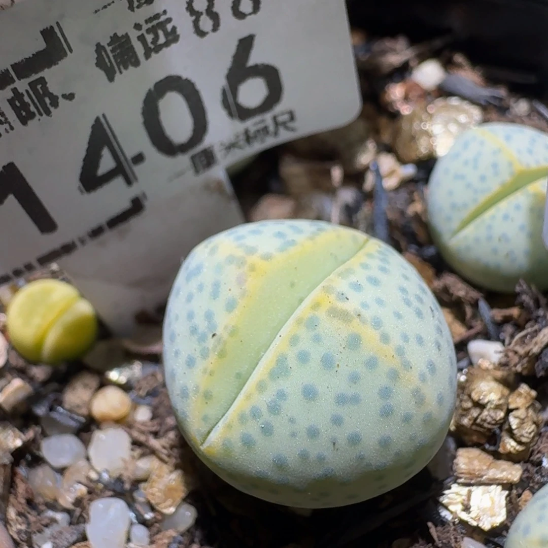 Ssss精品生石花1406