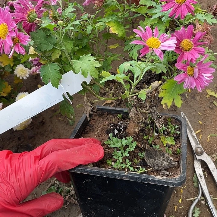 乐***婆完全开放20菊花菊花菊花菊花菊花