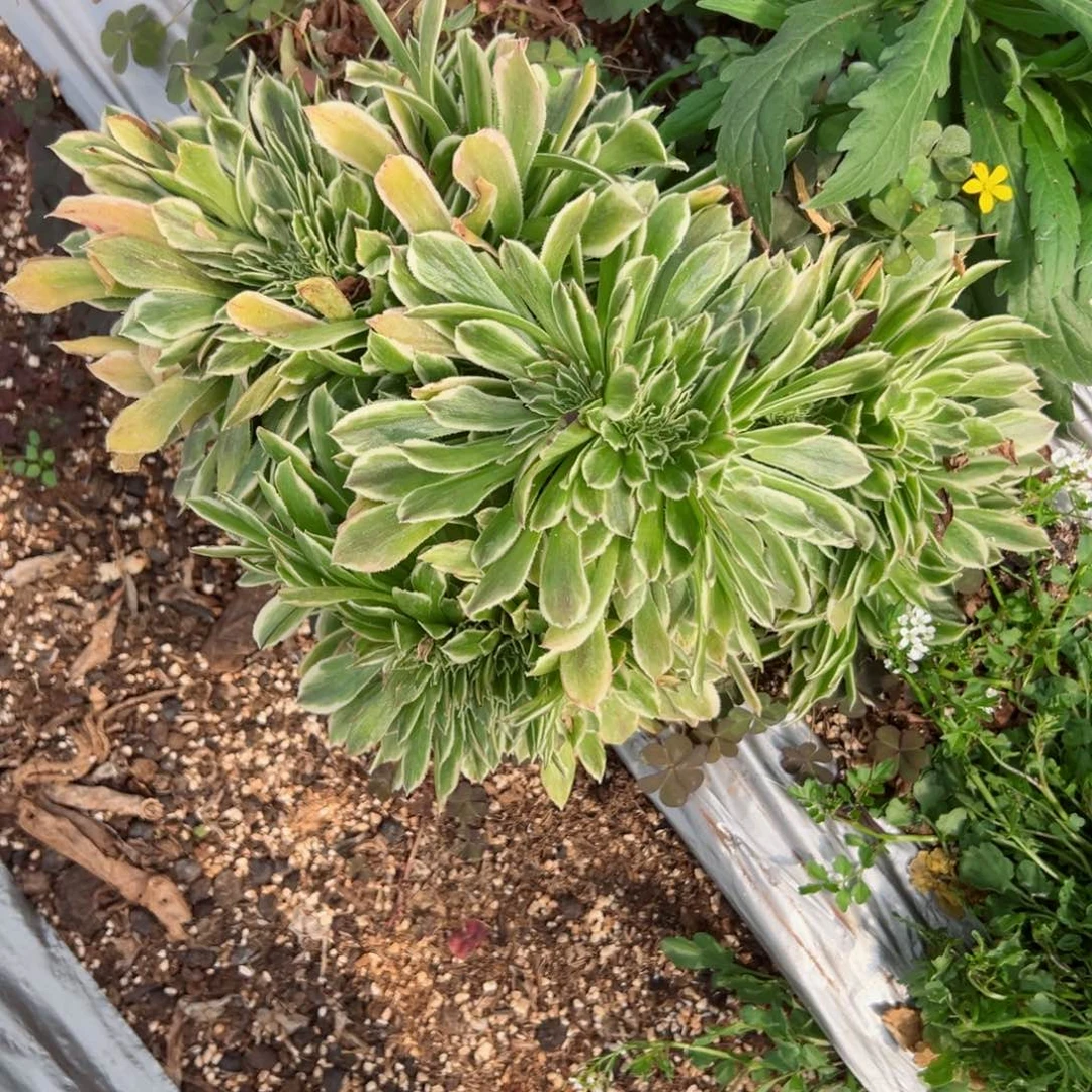 我7175 号多肉法师新年特价