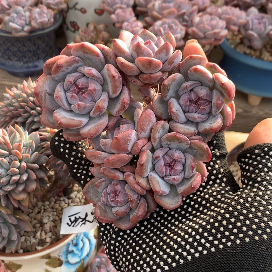 石榴籽小脸花花花花