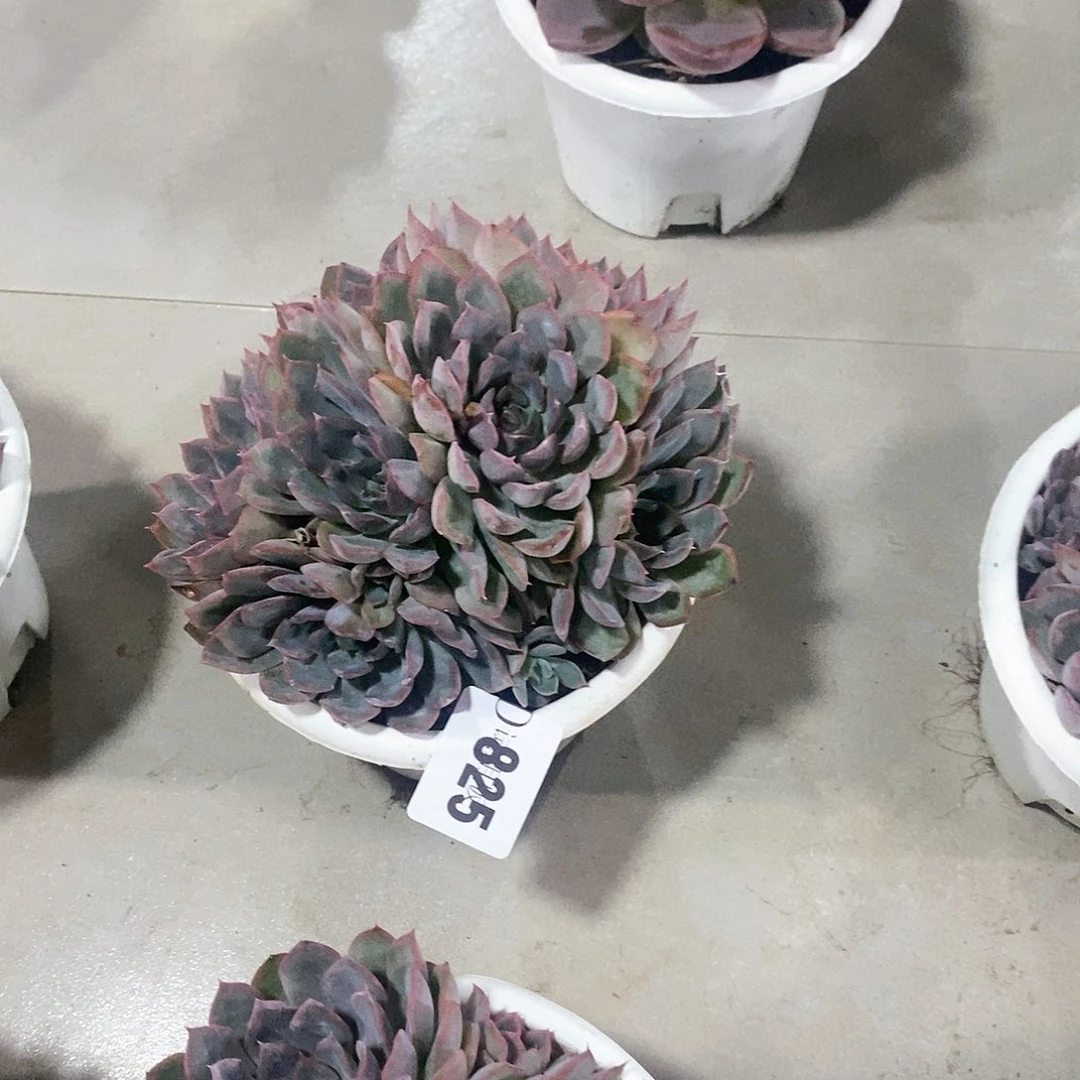 海*痕825猎户座多肉植物