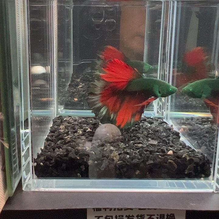 斗鱼竞拍跑单拉黑10日108