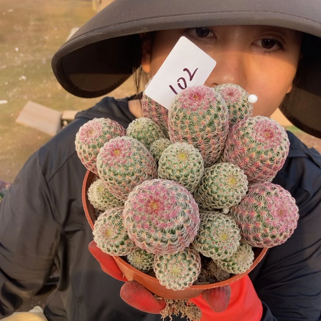 102红太阳一物一拍仙人球