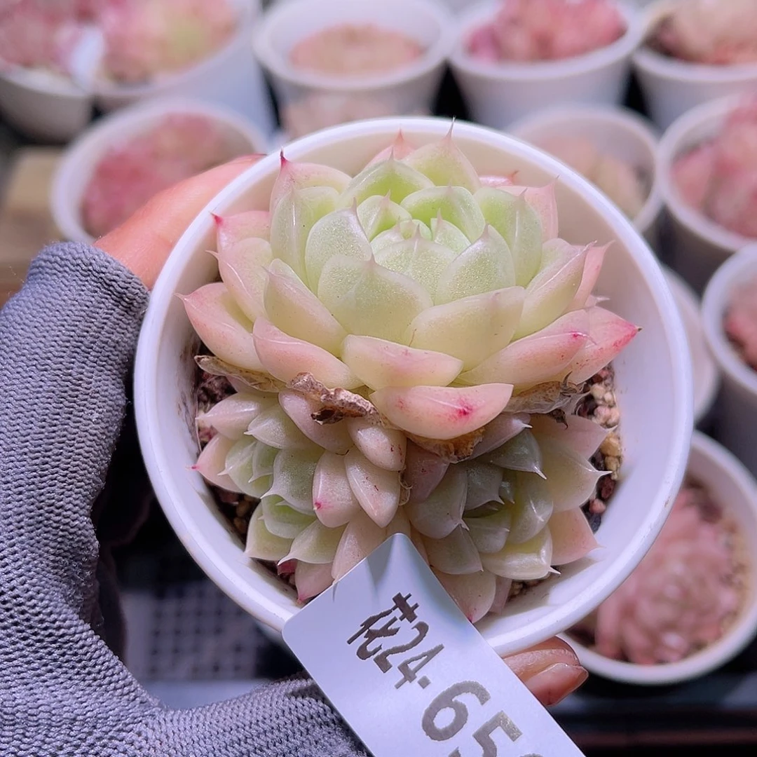 花24-656麦秆三头