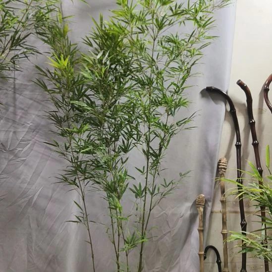 完全开放筇竹算盘竹盆栽绿植竹子