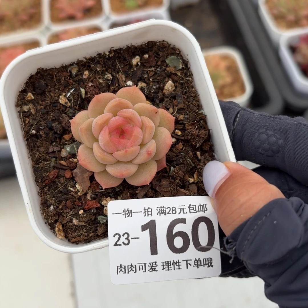 琴心无盆土发货无