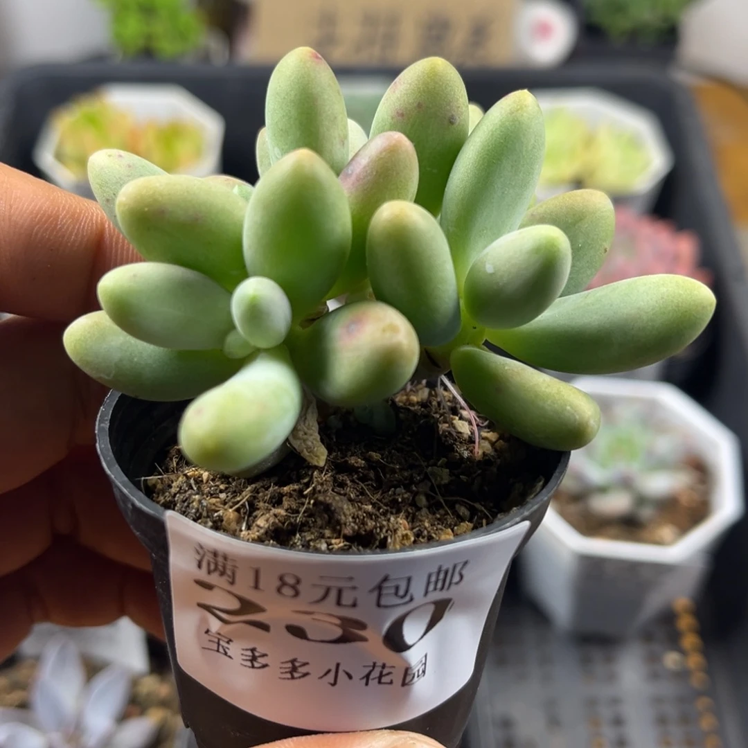 糖果美人四头群到手一颗一物一拍满18包邮满26送一颗小肉肉