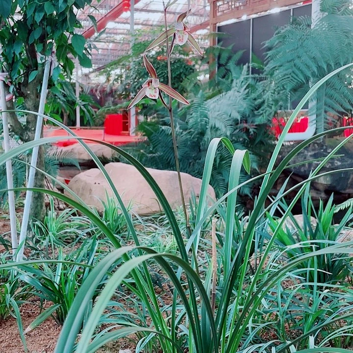 黑***长无花朵一物一漂亮开