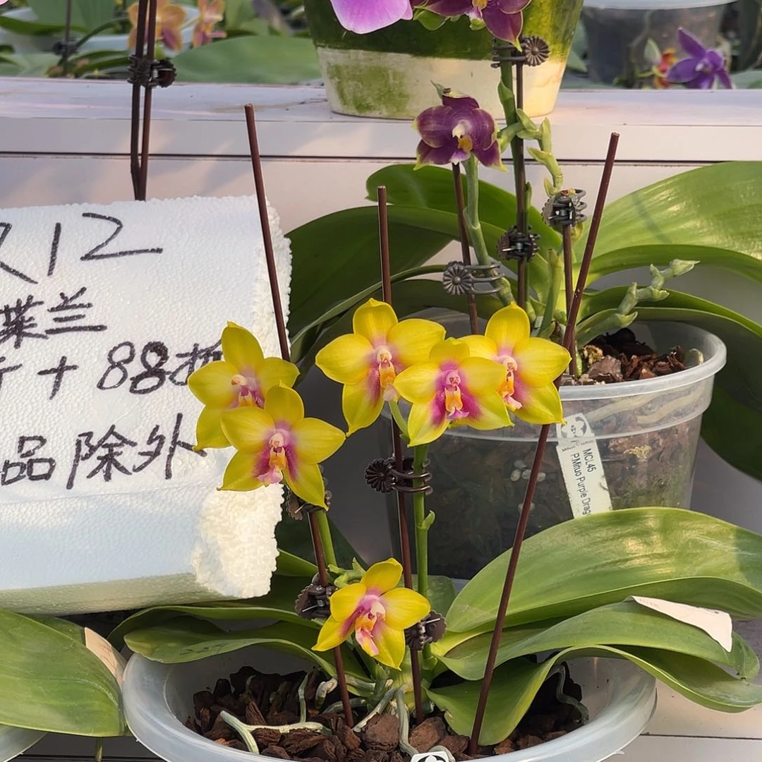 完全开放1500 弥陀amm229