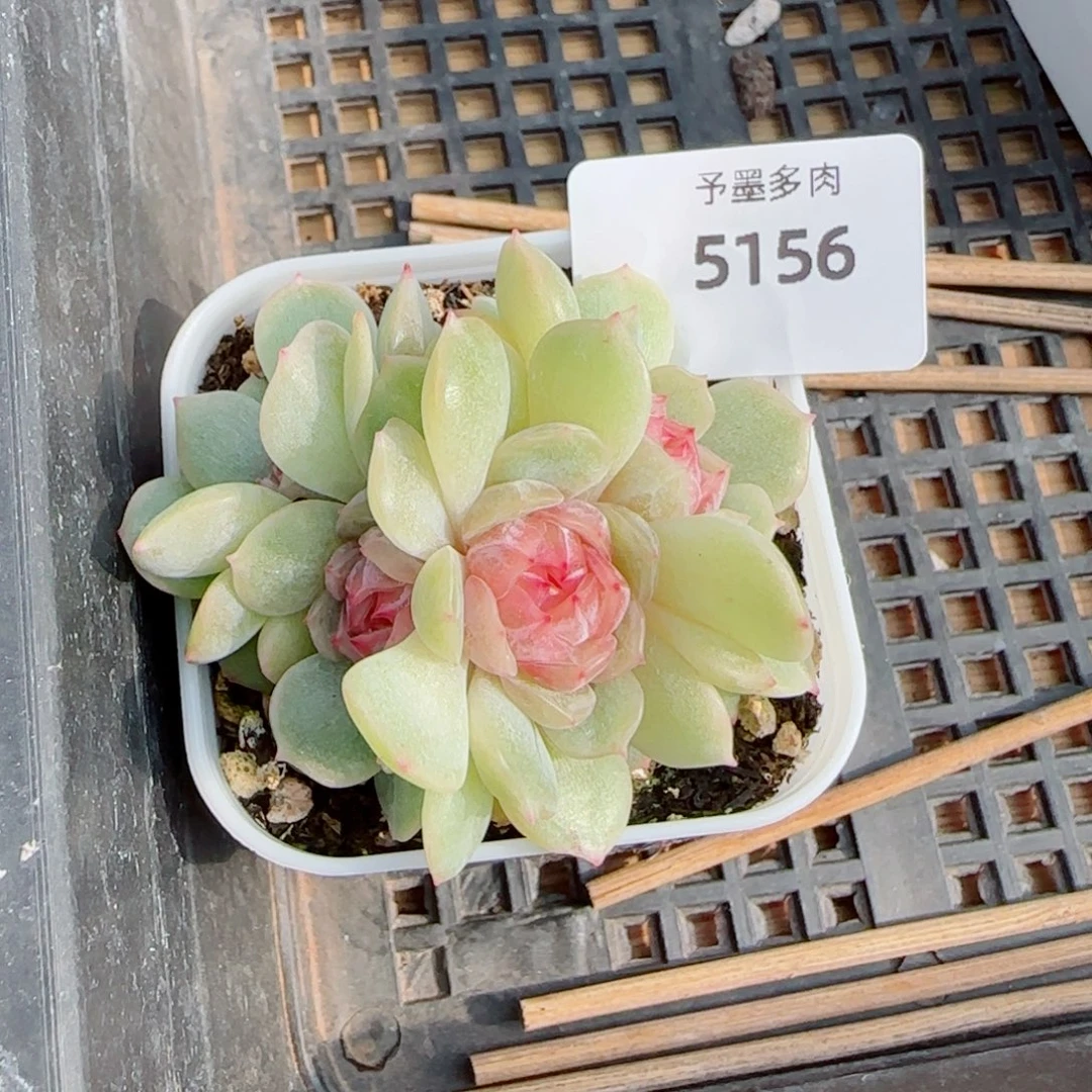 爱***果梦奇，5156多肉植物