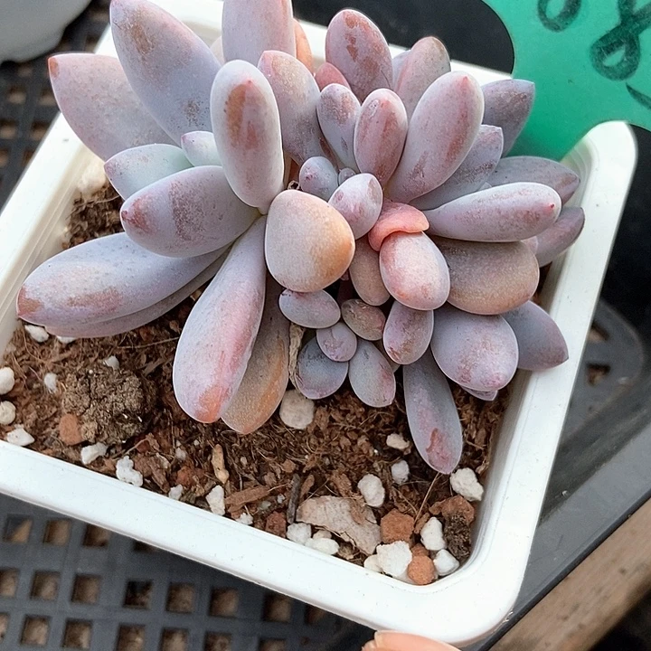 多肉植物粉兔裙1885多肉