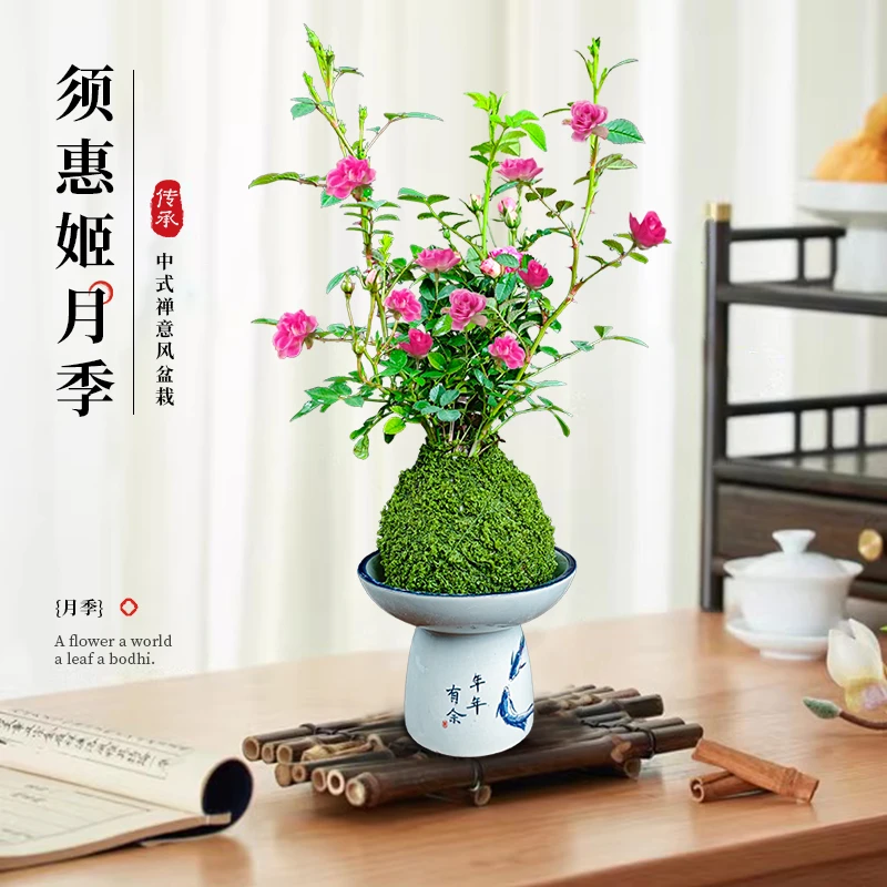 超微月季带花苞迷你小月季花桌面盆栽微月须惠姬四季开花姬月季