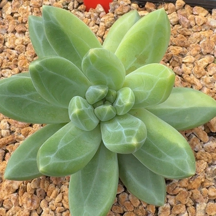 美人锦168多肉植物一物一拍