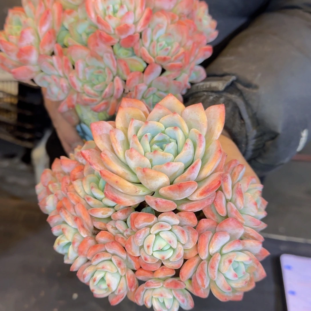 多肉植物的生长发育和生长