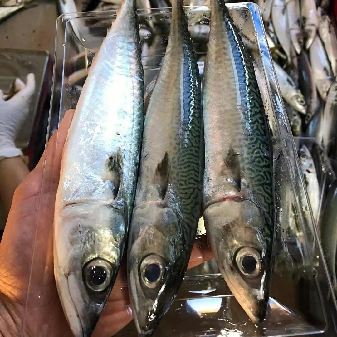 广东汕尾港水产发货灯照野生花仙鱼当天捕捞冷冻食用鲜甜食材海鱼