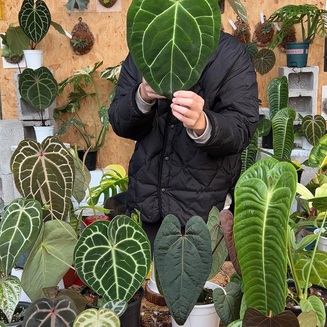 完全开放花烛老桩