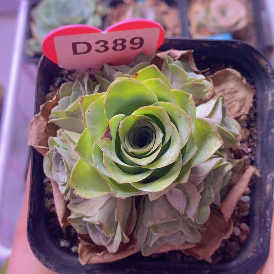 紫芙玫瑰群一物一拍D389