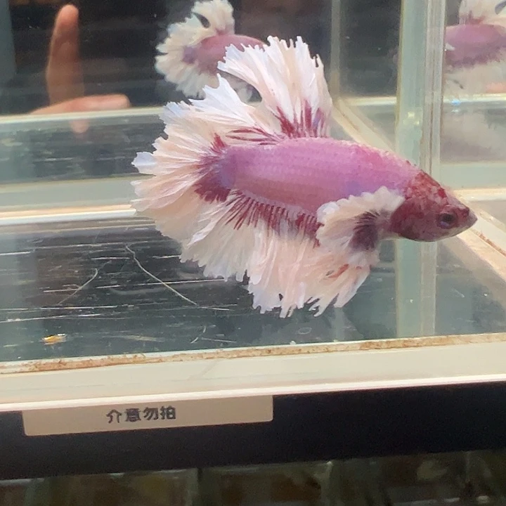 斗鱼一单包邮9日a12