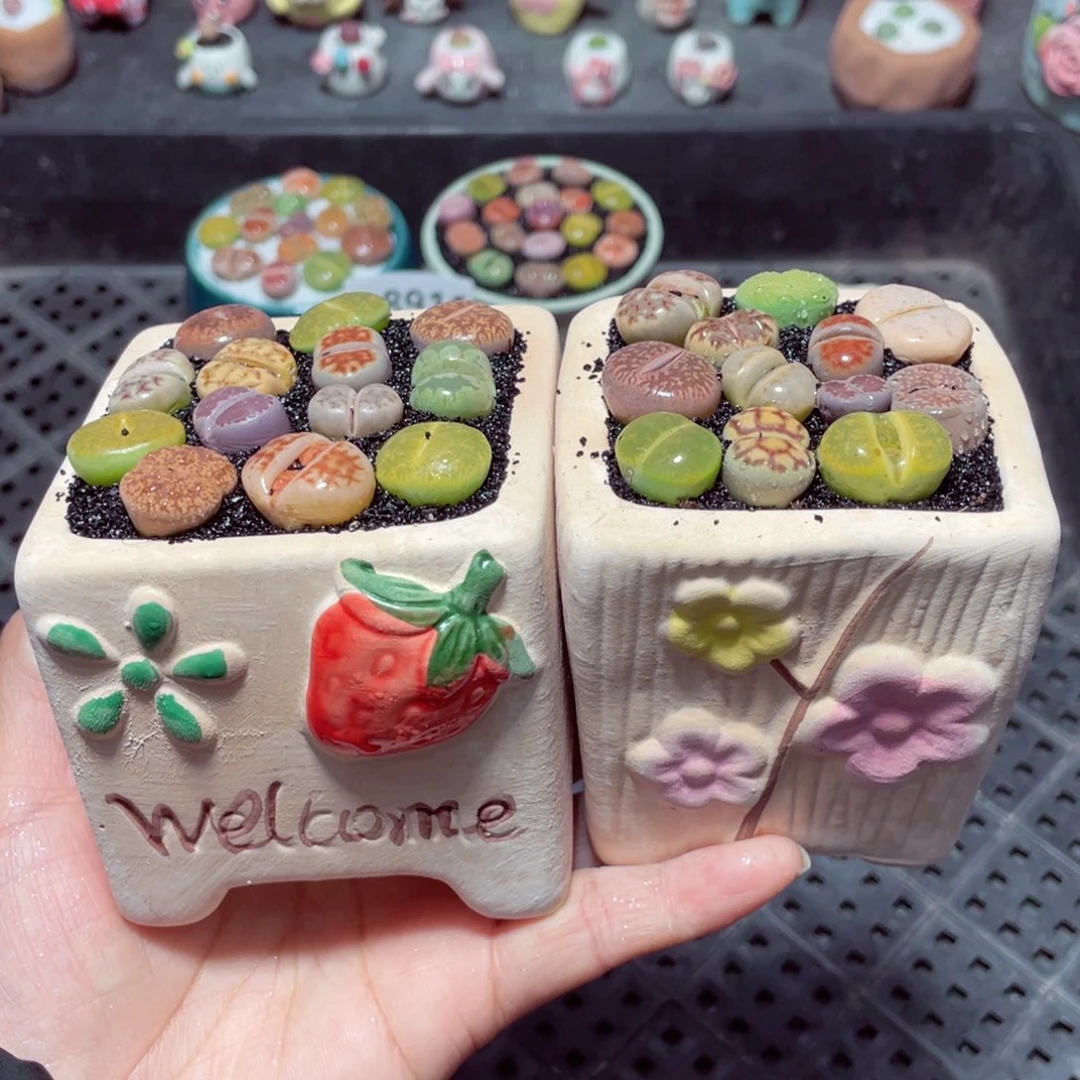 w8912 带盆土发货-零下地区拍保温箱