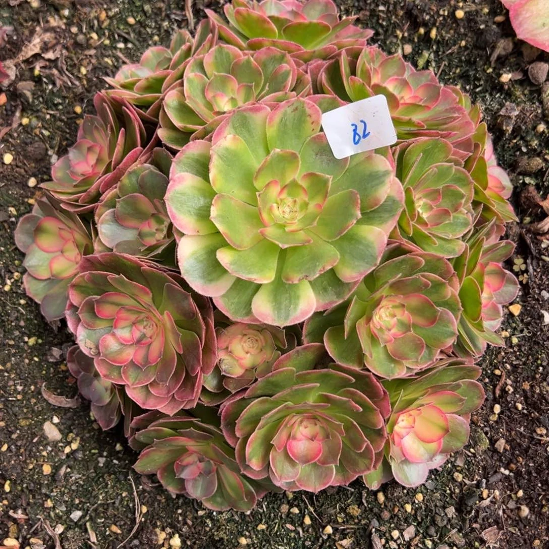 82荔枝duorouxixixixi