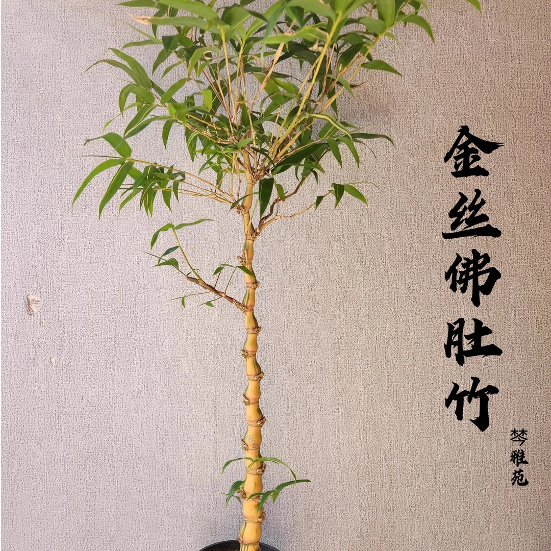 （直播间一物一拍）金丝佛肚竹四季常青客厅办公桌罗汉竹五彩竹包邮