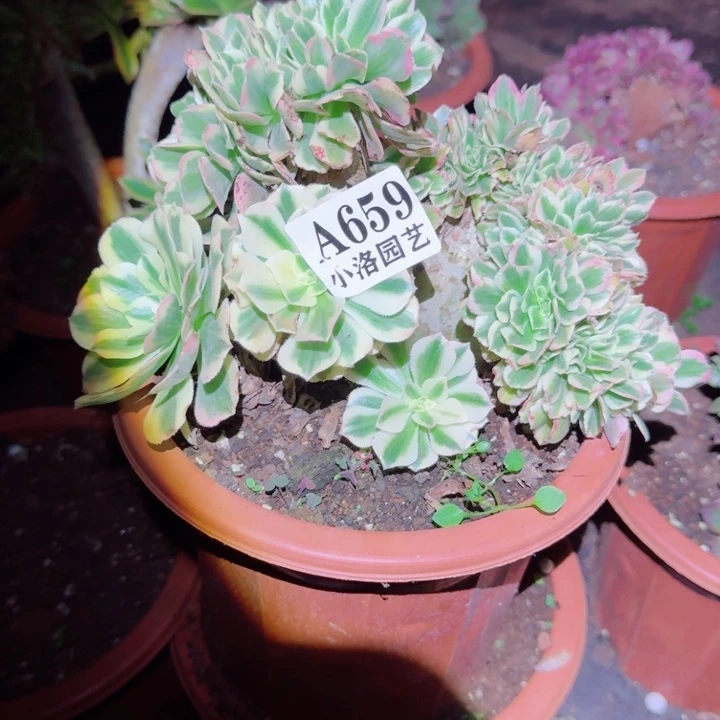 659迈巴赫缀化多肉植物满28包邮
