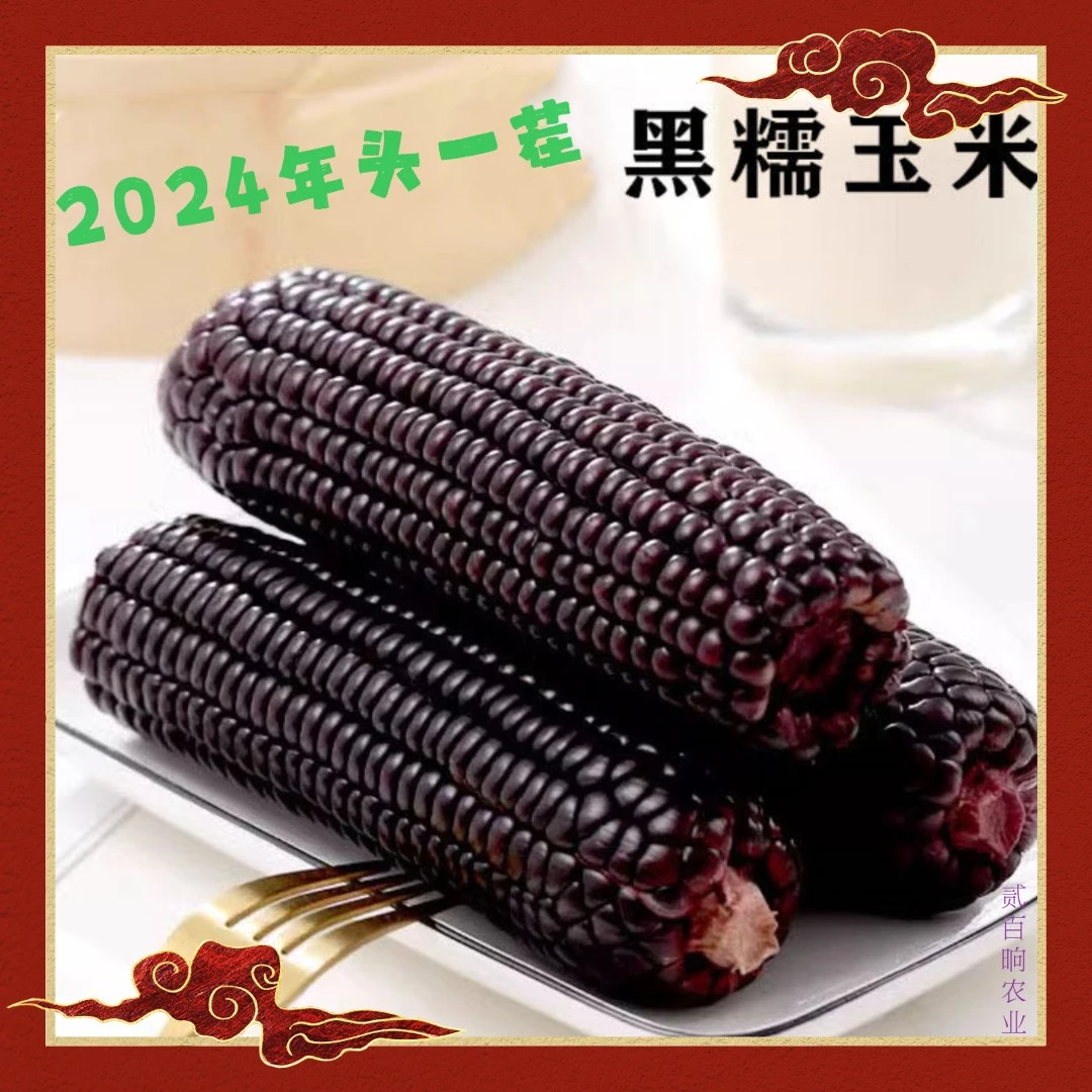 【试吃两支】当季东北新鲜黑糯玉米拍10送2一箱12支6.5斤N