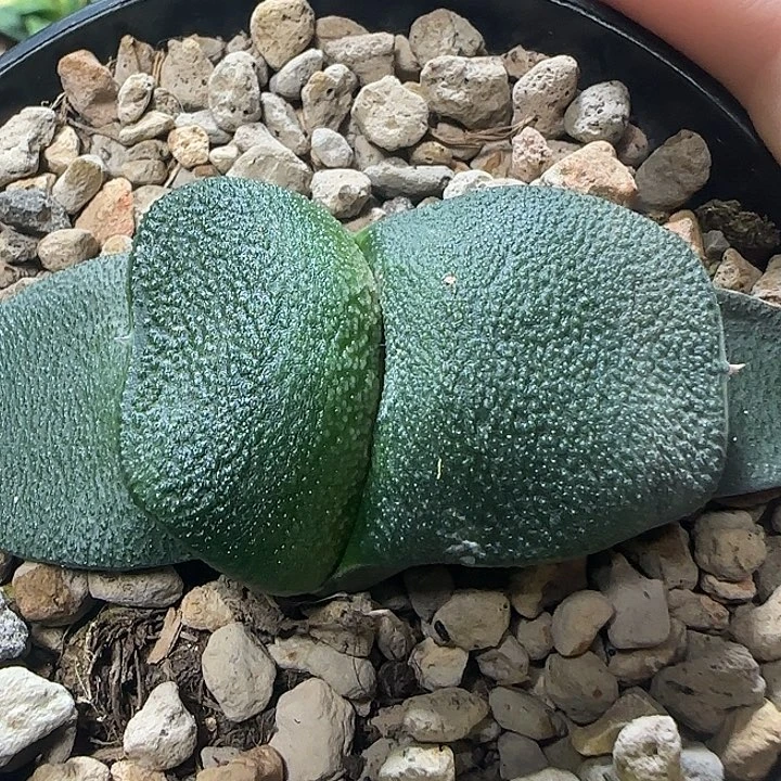大型宽短厚卧牛亚成株
