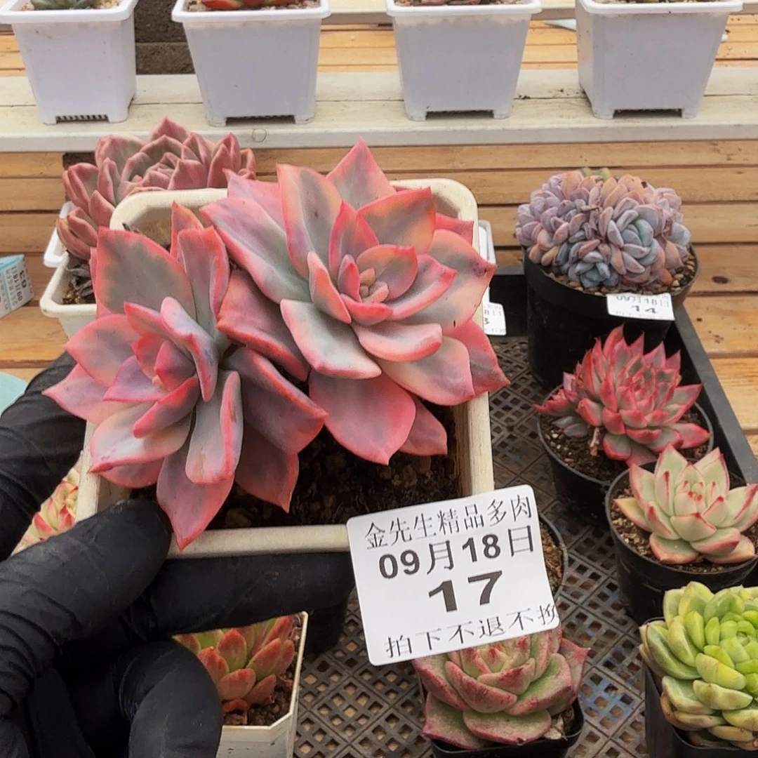 0918-17哈林粉锦双头