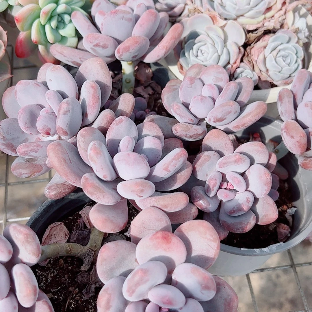 桃美人多头造型精品二盆