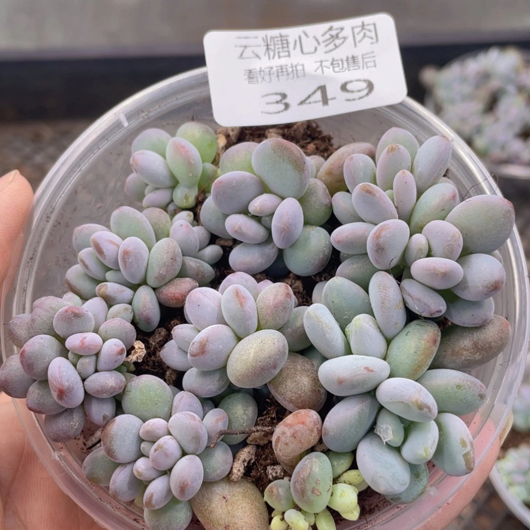 云糖心多肉植物349