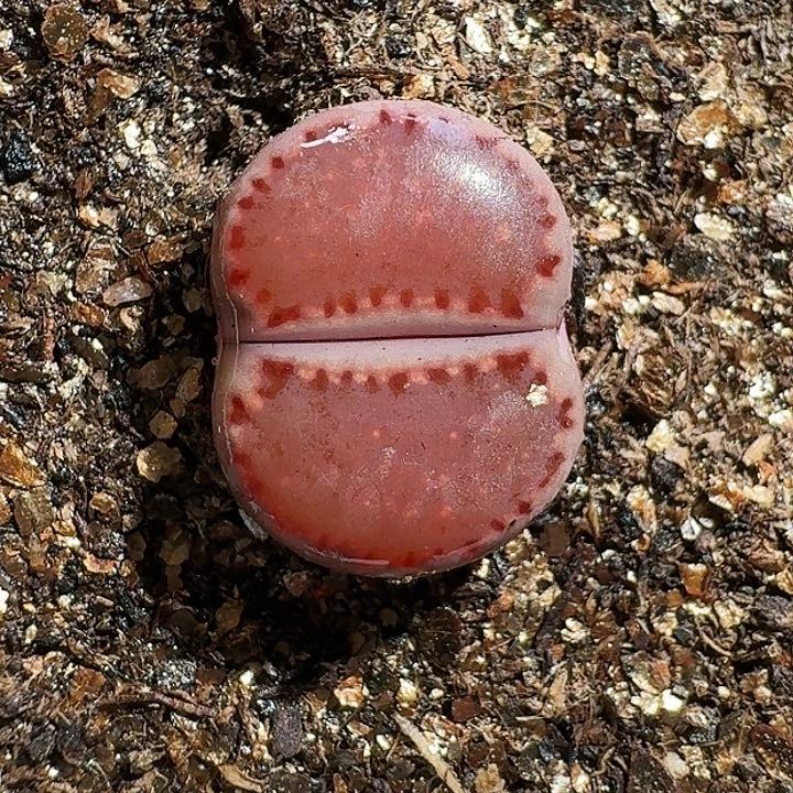 生石花1111111。   293