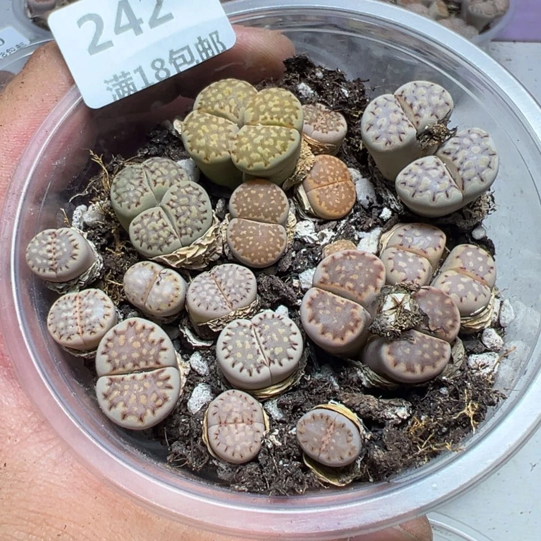 【闪购商品】 242。