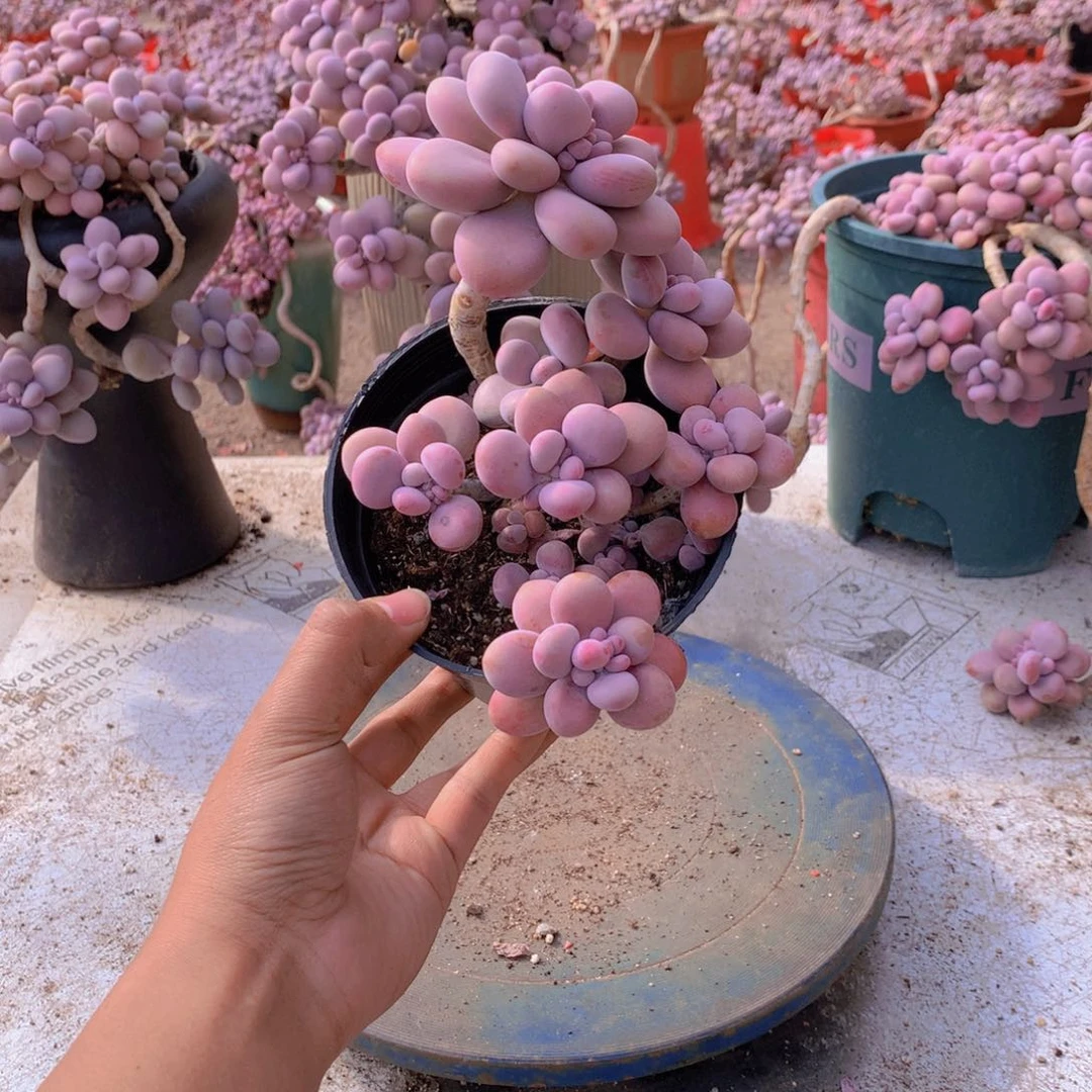 55一物一拍桃蛋老桩