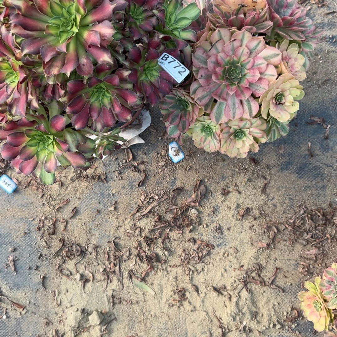 722两颗组合多肉植物法师