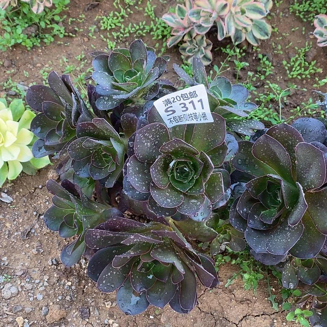 冰*儿311魅金玫瑰多肉优卡丹